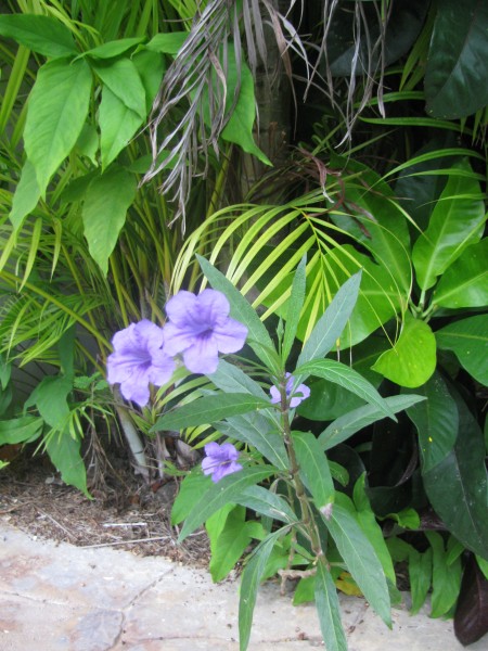 Dominican Republic 556.jpg